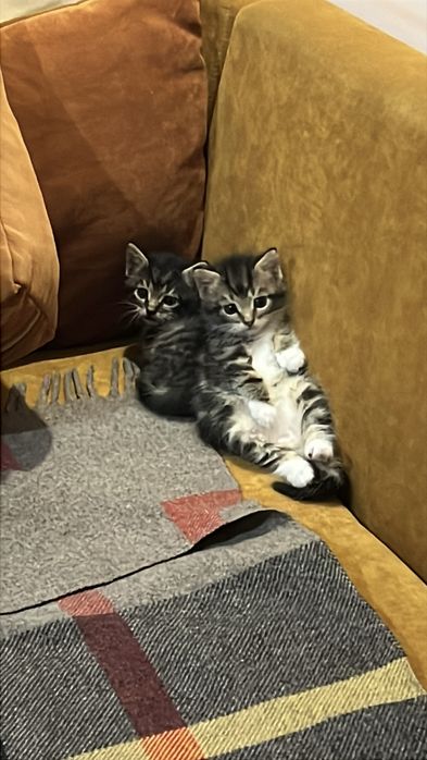 Кошенятка від різних мам, 1,5 місяці,дві дівчинки та два хлопчика