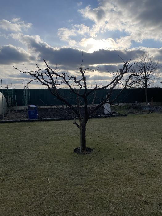 Обрізка дерев,чагарників,обробка рослин підготовка ділянок до весни