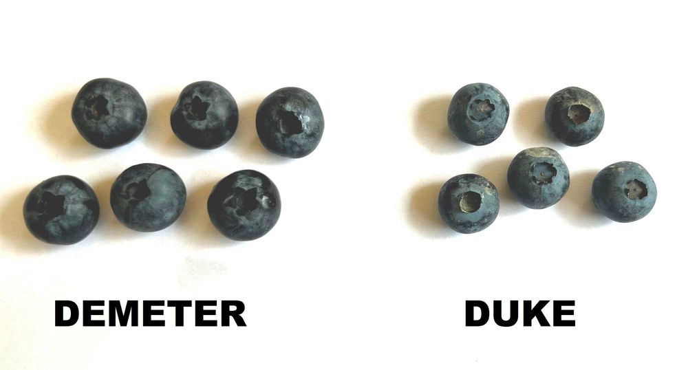 6. Borówka Amerykańska Bluecrop 3 lata donica 3l Premium