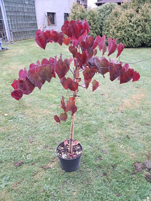 Judaszowiec,robinia,wiąz,złotokap