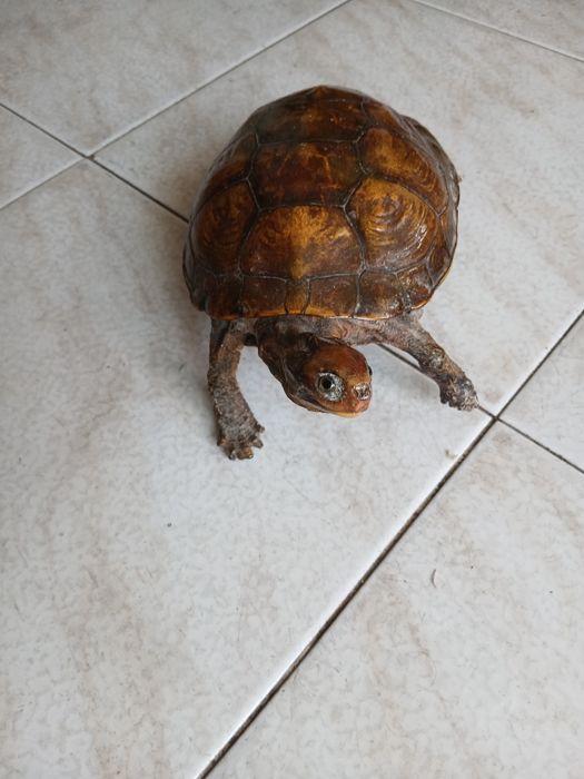 Tartarugas em madeira