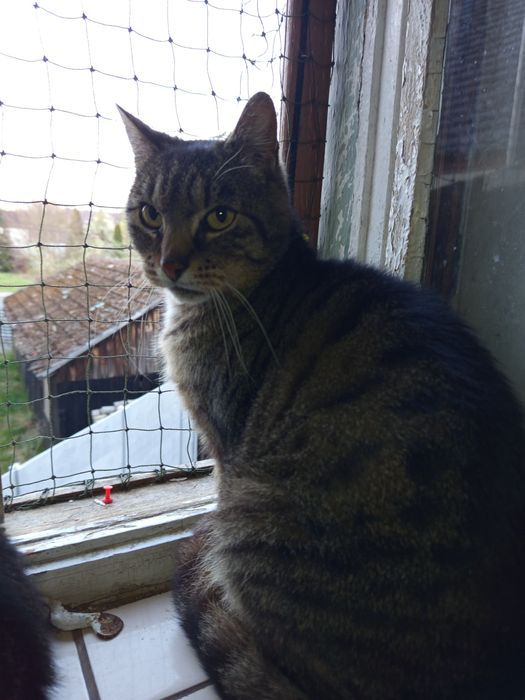 Piękny, zdrowy i gotowy na adopcję