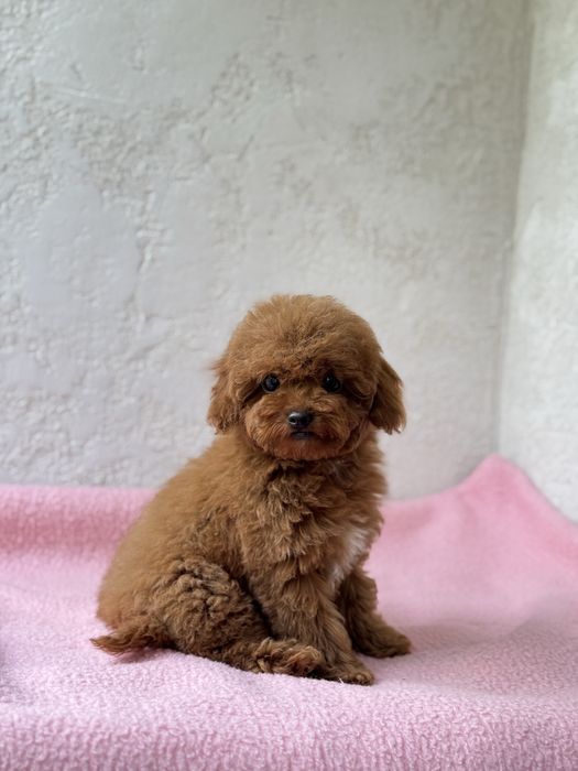 Мини мальчик тикап мальтипу тедди ред браун