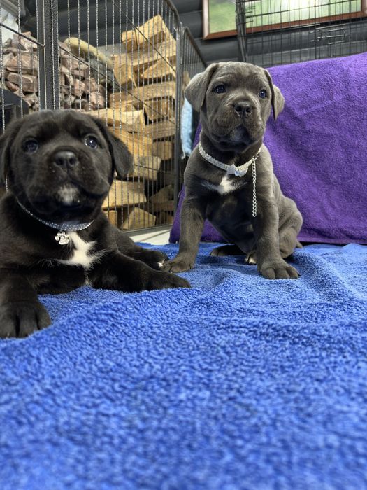 Чорна бізнес леді Лабуба кане-корсо