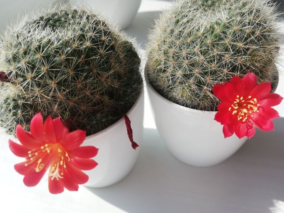 кактус ребуція (червона)