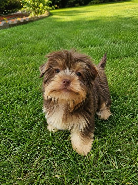 Chocolate Yorkshire terrier Biro(xxs)