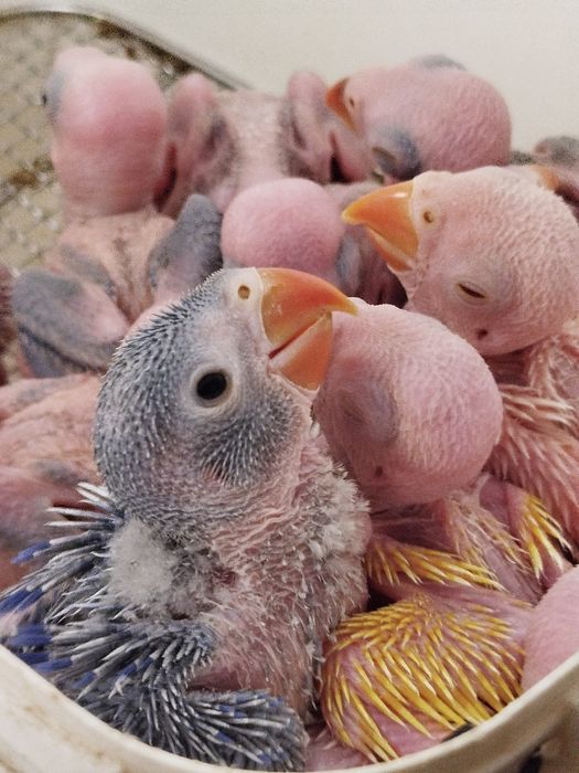 Ring necks bebés