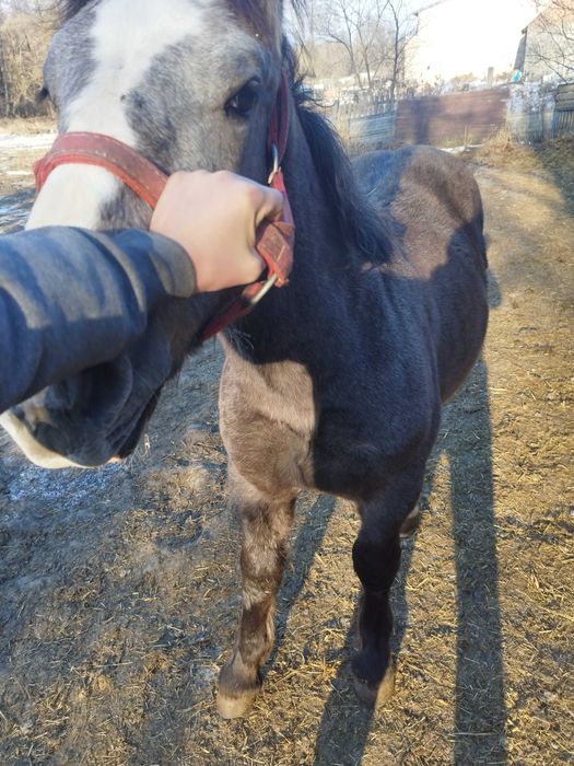 Sprzedam siwego ogierka zimnokrwistego