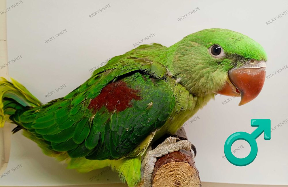 Aves criadas a mão