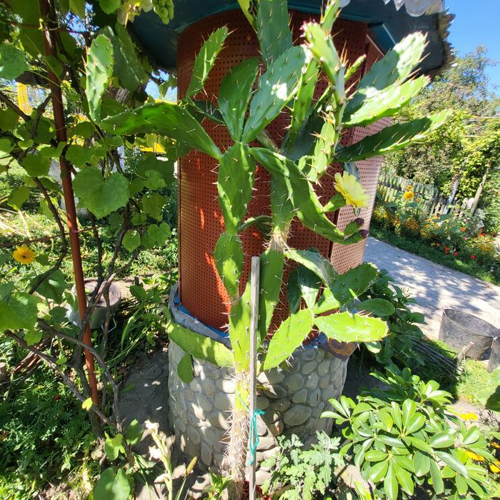 Продається кактус