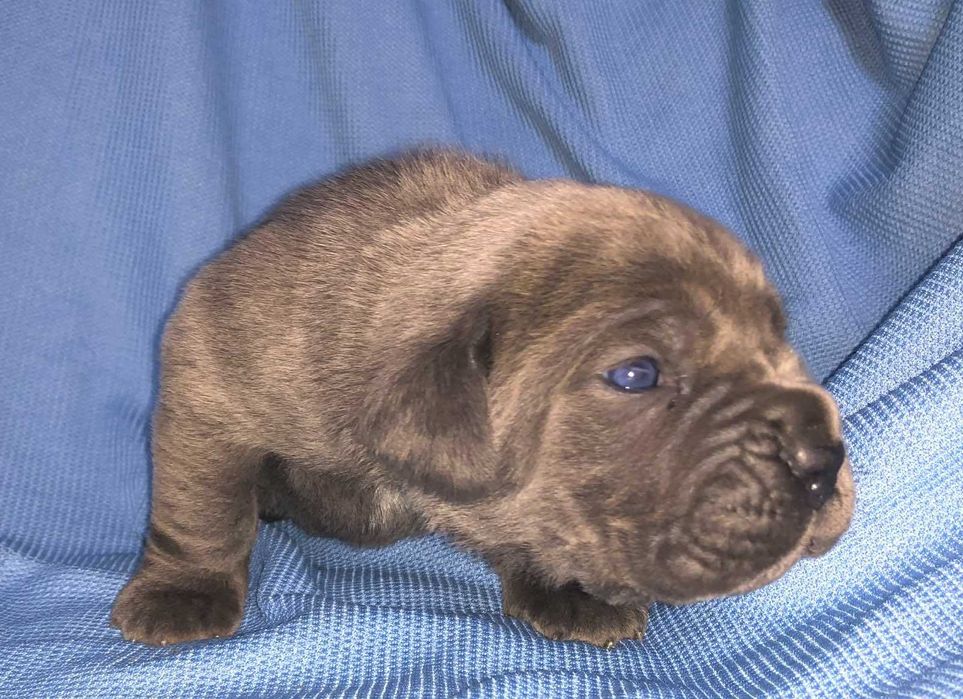 Кане корсо хлопчики