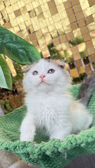 Femea scottish fold de pelo longo