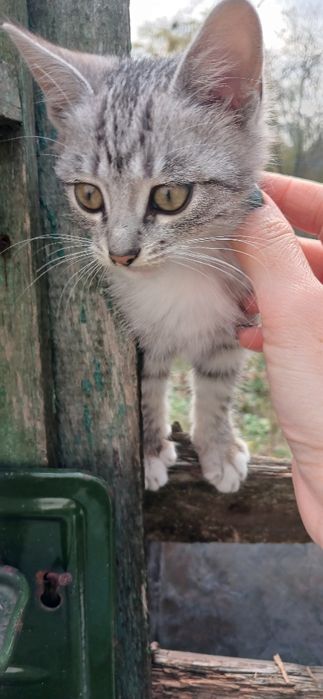 Кошеня безкоштовно