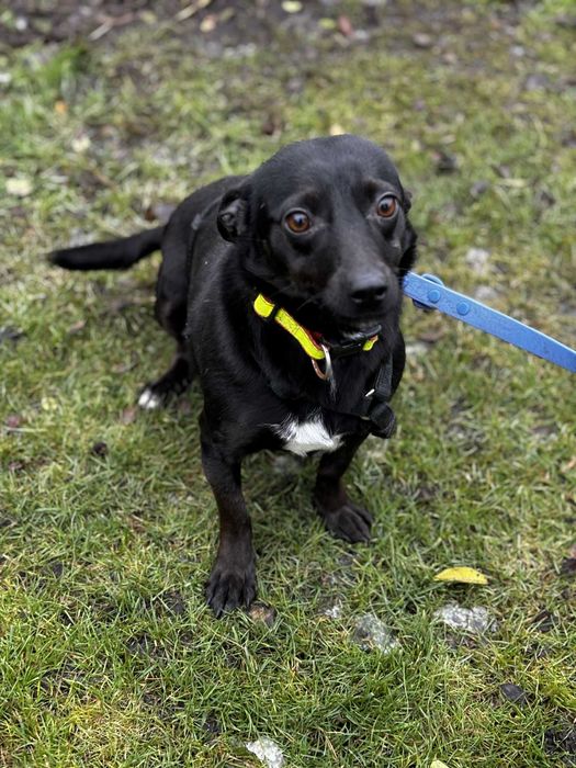 Maleńka sunia która długo się tułała