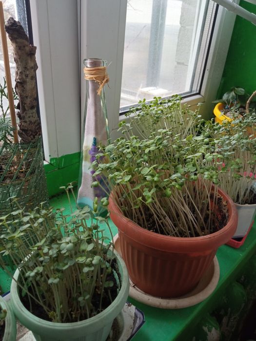 Зелень гірчиці свіжа