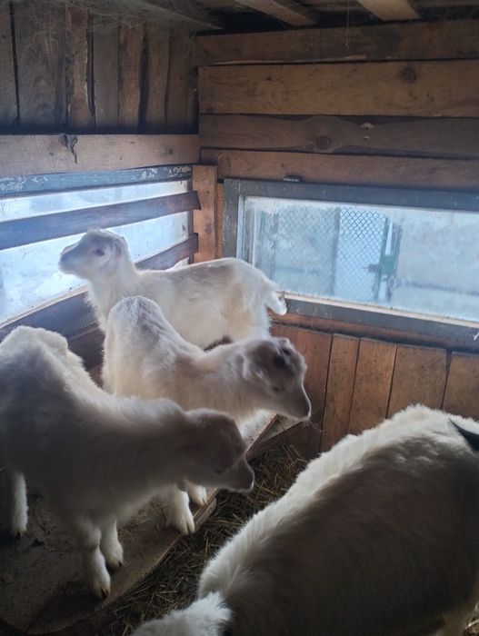 Цап ламанча  на плем'я.