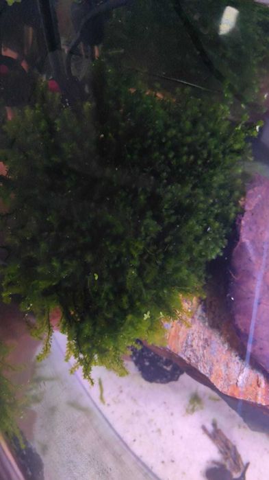 Rare Moss “Hookeriaceae sp.”