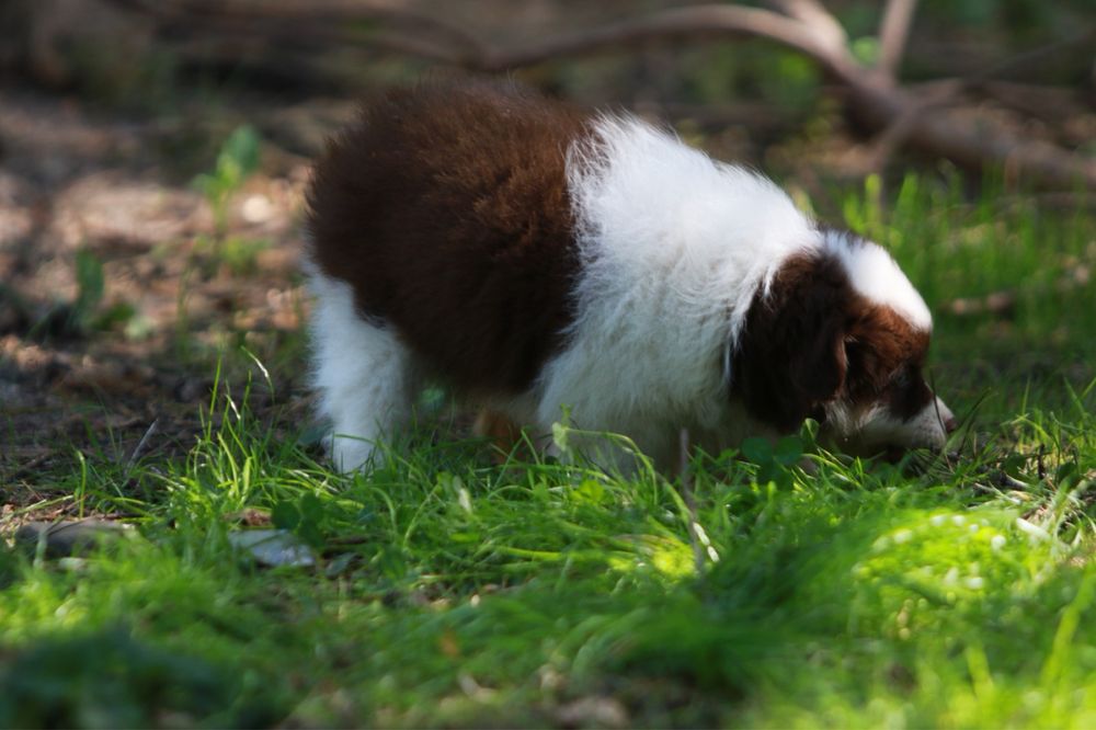 Owczarek Amerykański Miniaturowy MAS red merle minimal