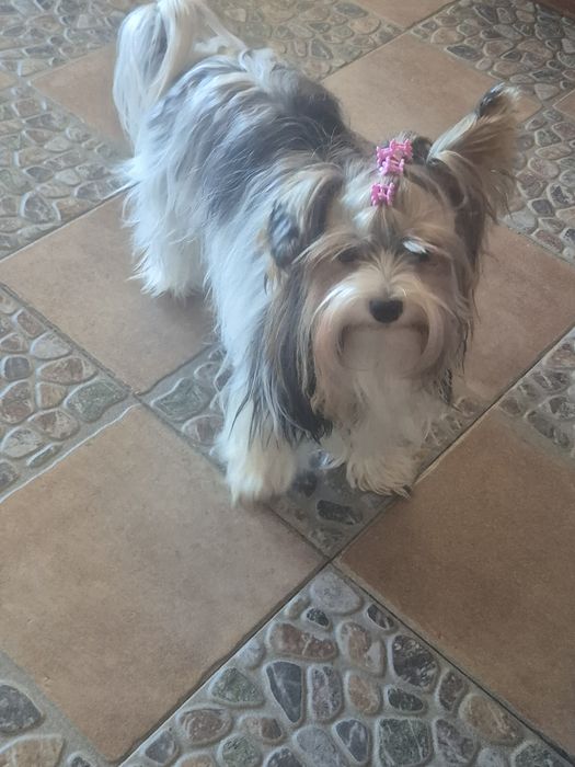 Biewer Terrier Macho Tricolor Criadora Registada PT3088FL