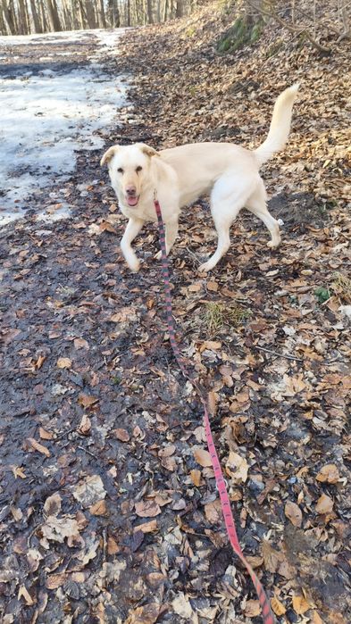 Przyjazny, radosny, piękny biszkoptowy Marley mix labrador