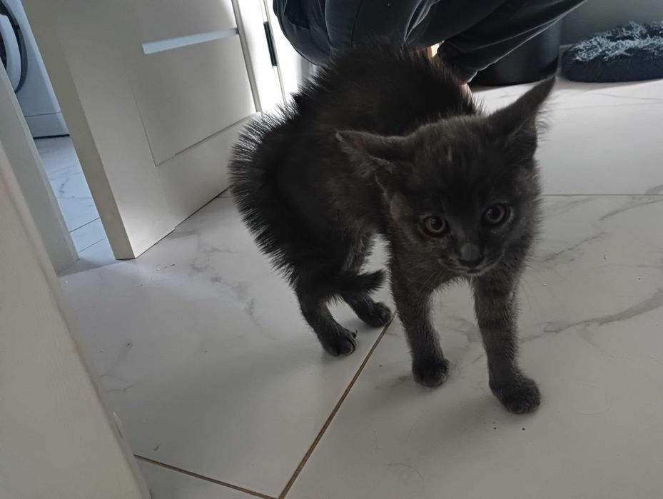 Грайливе кошеня шукає люблячу сім'ю