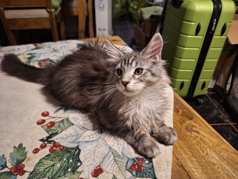 Kotka Maine Conn do kupienia