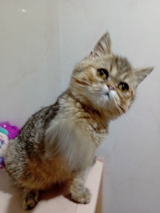 Kotka egzotyczna krótkowłosy Pers