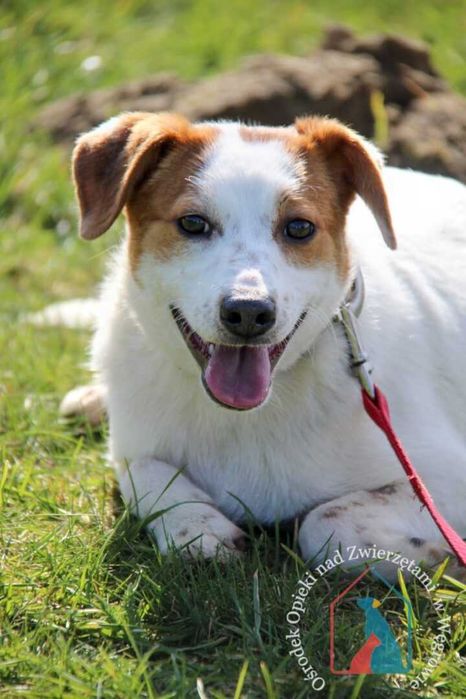 Młoda mała sunia Klarcia szuka domu!