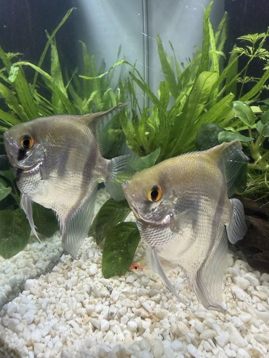 2 Escalares - peixes de agua doçe
