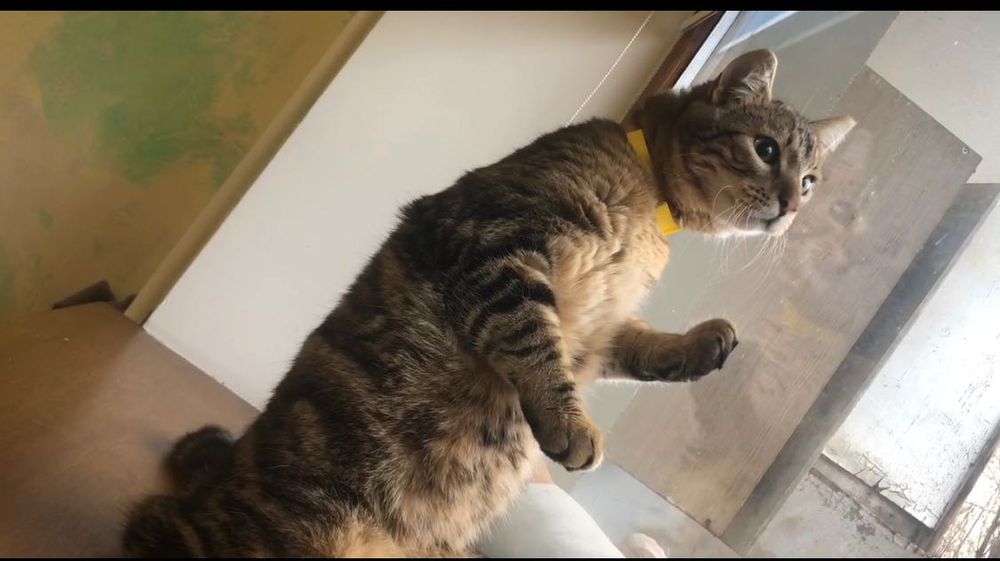 Прилаштовується Кіт 2,5 роки