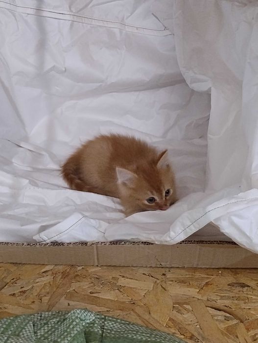 Роздаються кошенята!