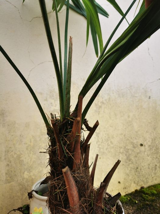 Palmeira em vaso
