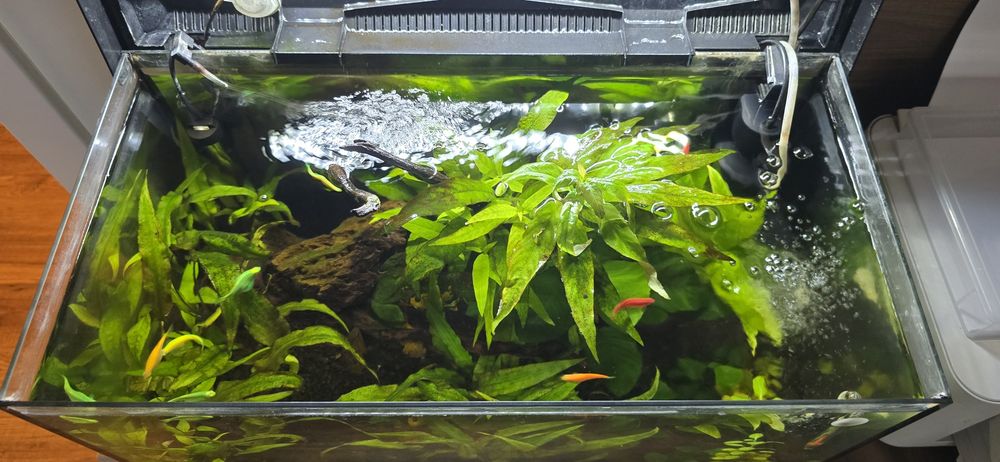 Sprzedam akwarium 60 kompletne neonki, danio, stabilne