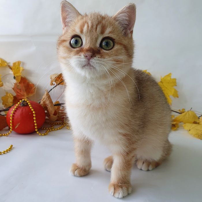 Київ котик, британець клубний, породістий. Котята, котики, кошенята
