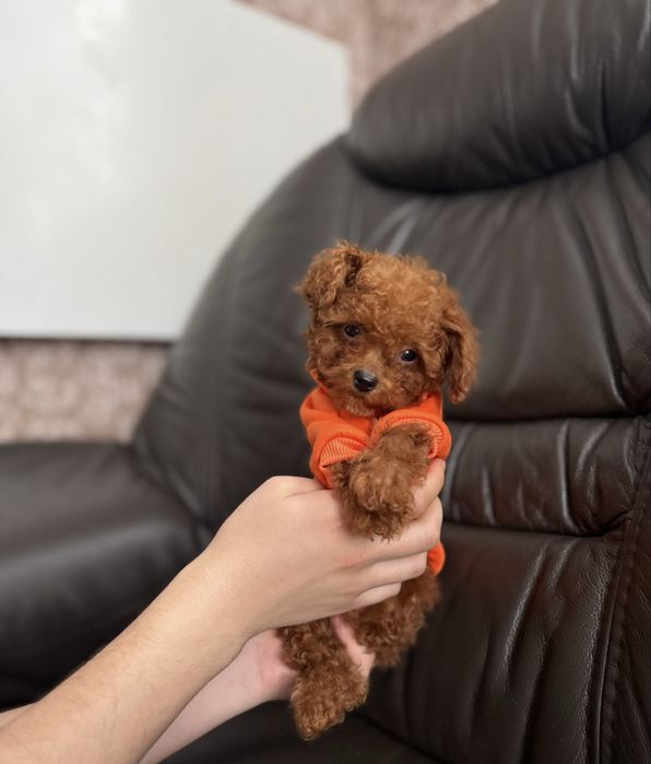 Хлопчик той пудель