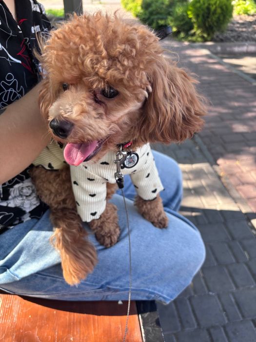 продам мальтіпу підлітка