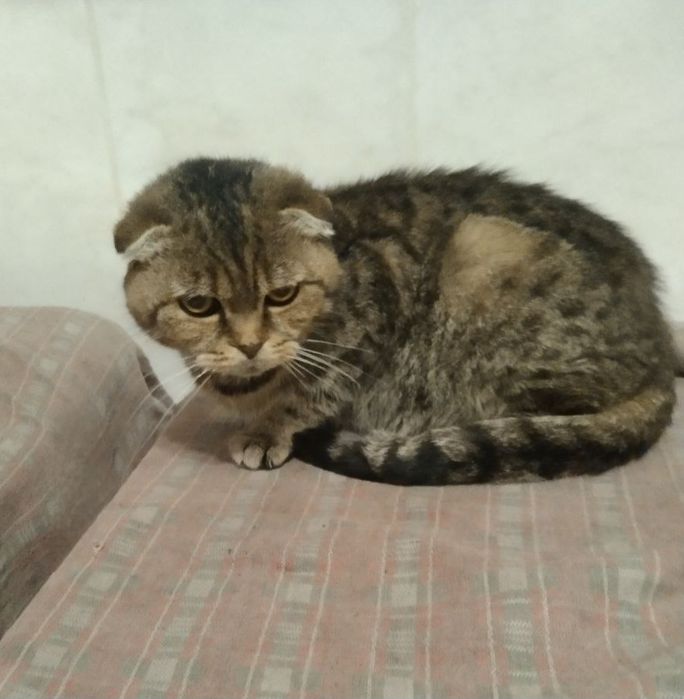Отдам даром в добрые руки кошечку породы шотландская вислоухая