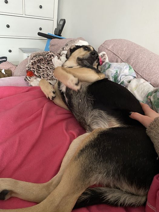 Pilnie oddam pieska Duszę