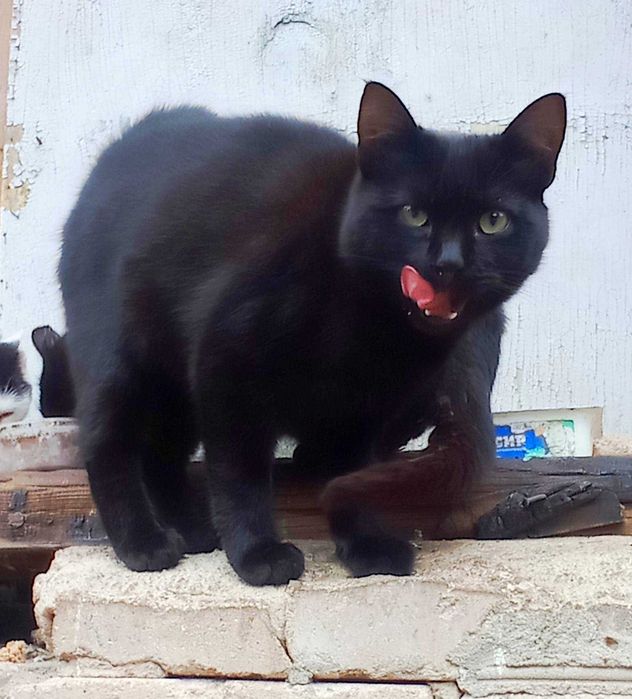 Котикам підліткам потрібні родини