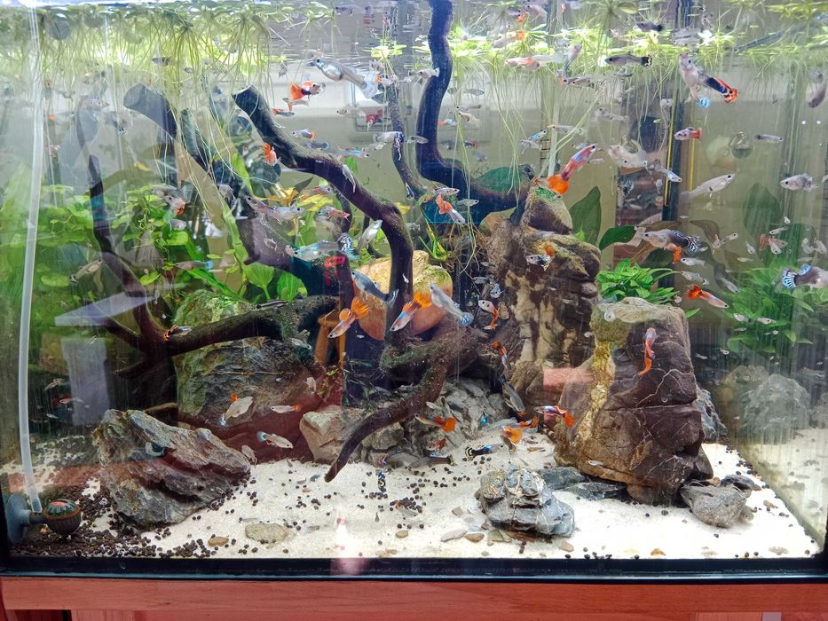 Aquario 116L com filtro, lampada e aquecedor