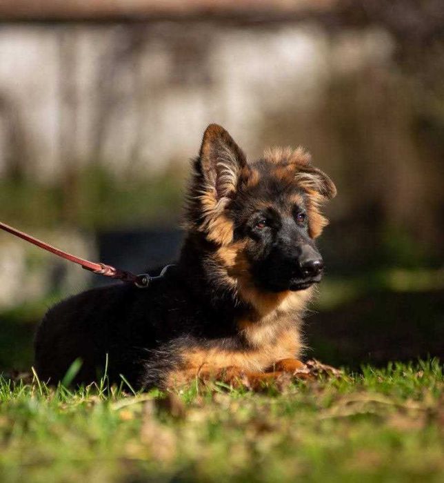 Дуже гарний довгошерстний хлопчик німецької вівчарки.