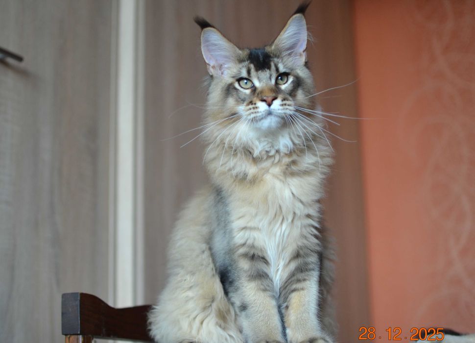 Золотко! Мальчик мейн кун.