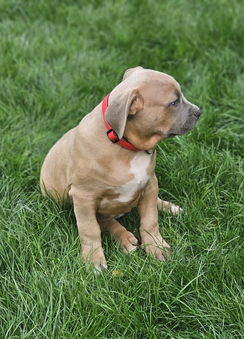 Piękny pies american bully xl