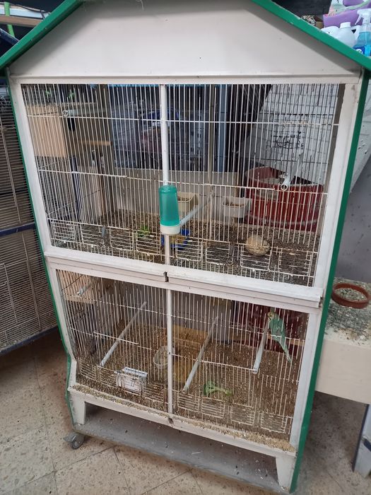 Viveiros vários com divisória