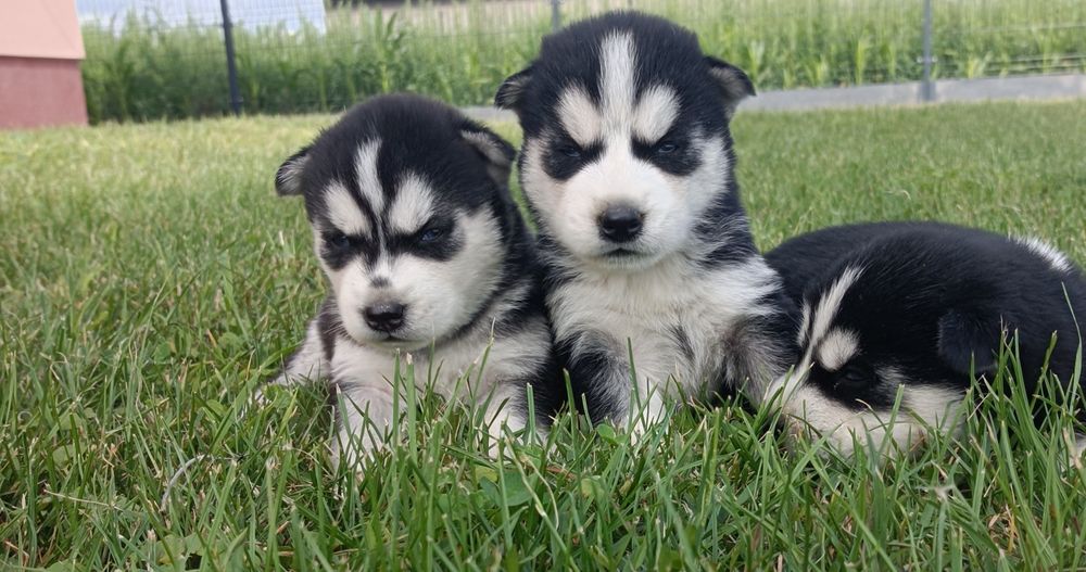 Suczka  Siberian husky z elitarnym rodowodem