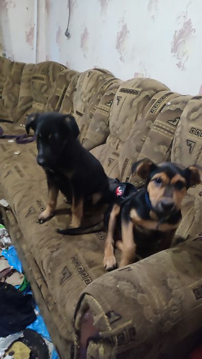 Срочно Отдам собак в хорошие руки парода немецкая овчарка