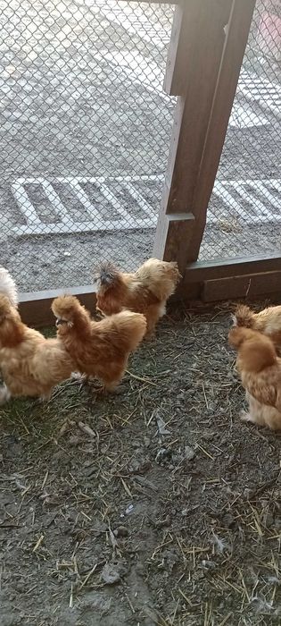 Kura kogut silka silki kura jedwabista