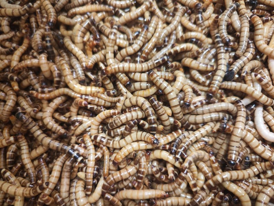 Karaczan 100 sztuk i drewnojad 100 sztuk