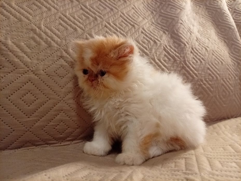 Persa menino fofo