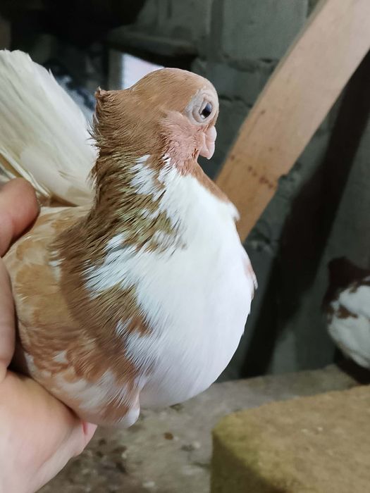 Gołębie zamojskie likwidacja hodowli